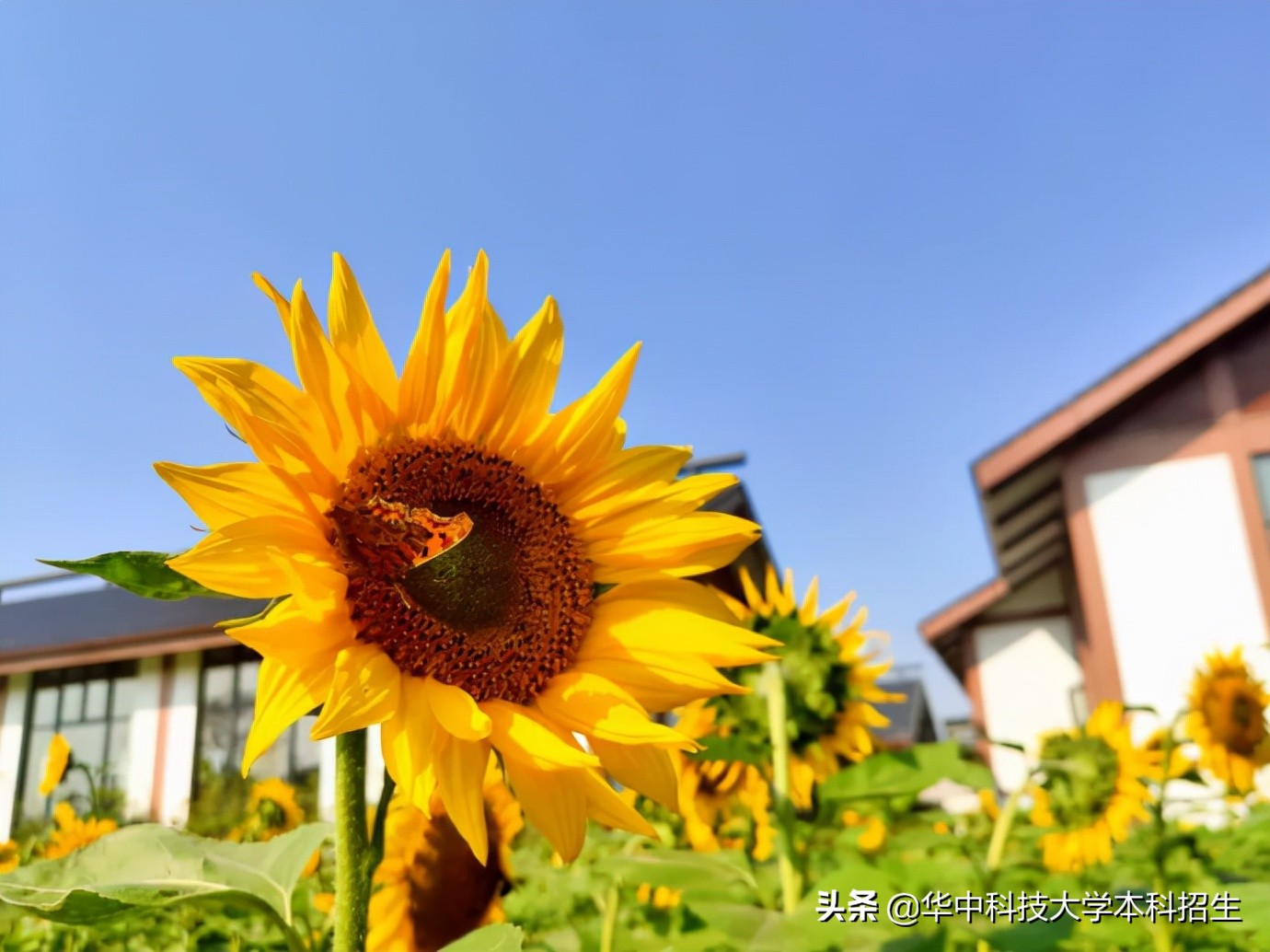 打造“国之重器”、瞄准芯片“卡脖子”难题！华中科技大学这样表白祖国！