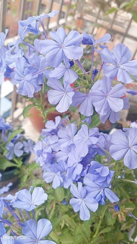 养花等级对照表,达到6级以上就是“花”痴,你是几级?