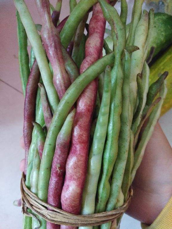 豇豆圖片,豇豆圖片大全
