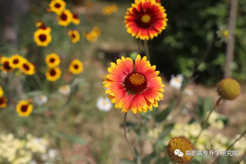 河南机电职业学院