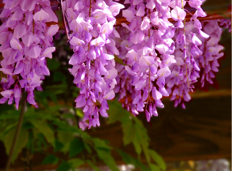 【诗词鉴赏】古诗词里的紫藤花，花团锦簇，如梦似幻！