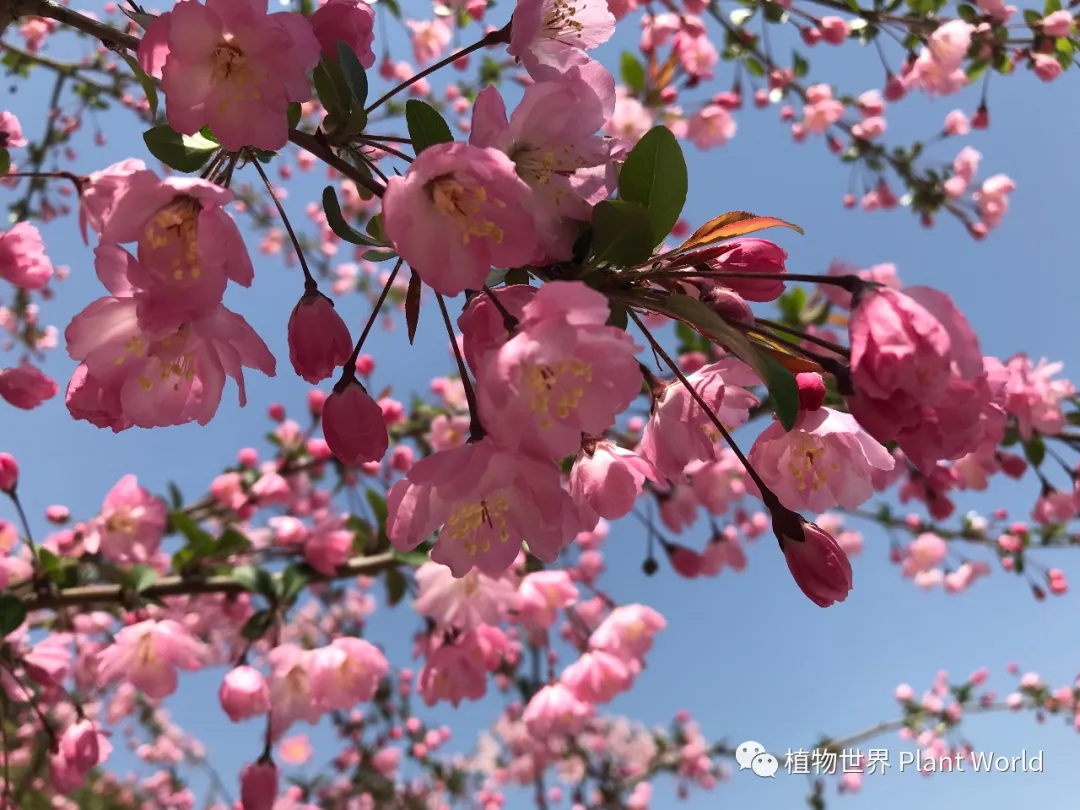 垂丝海棠：枝似轻丝袅袅垂，娇柔含羞如春醉