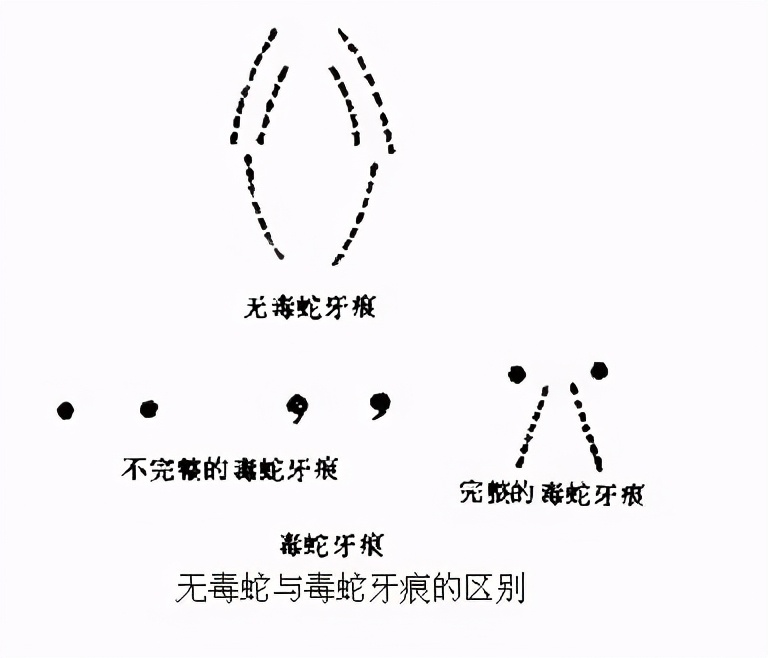 小心毒蛇！台风之后赤链蛇、五步蛇接连现身，专家：蛇也受灾