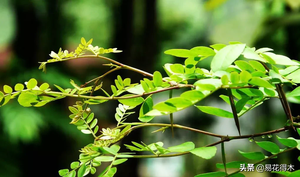 皂荚树与皂角树区别（全世界仅有6株野生的珍稀濒危物种）