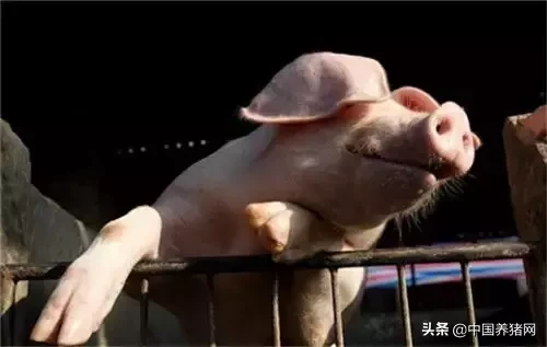 广西今日毛猪多少钱一斤，黑龙江今日毛猪价格多少?