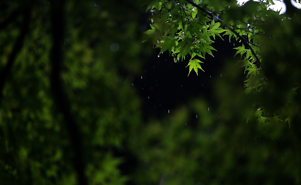 「诗词鉴赏」​大暑将至 大雨时行 一场山雨 一份诗意 一路前行