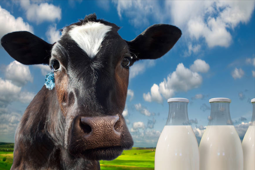 全国哪种牛奶最好喝？经过评选，这8种牛奶比较出名，有你家乡吗