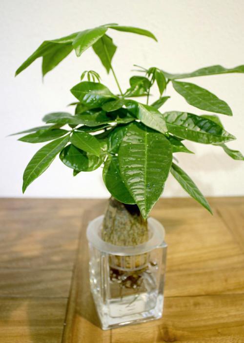 还不知道?水培植物一共有四种方法,以后说出去都专业点
