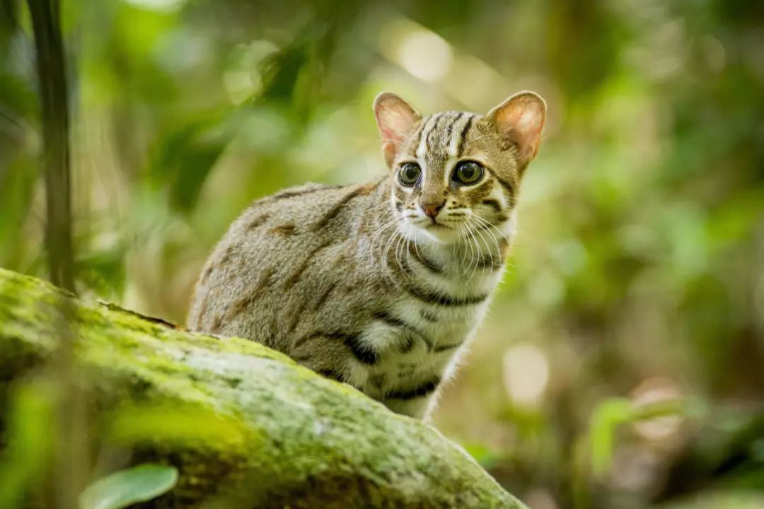 绣斑猫(世界上最小的猫咪，迷你的灵活猎手，唯一吃昆虫的猫——锈斑豹猫)