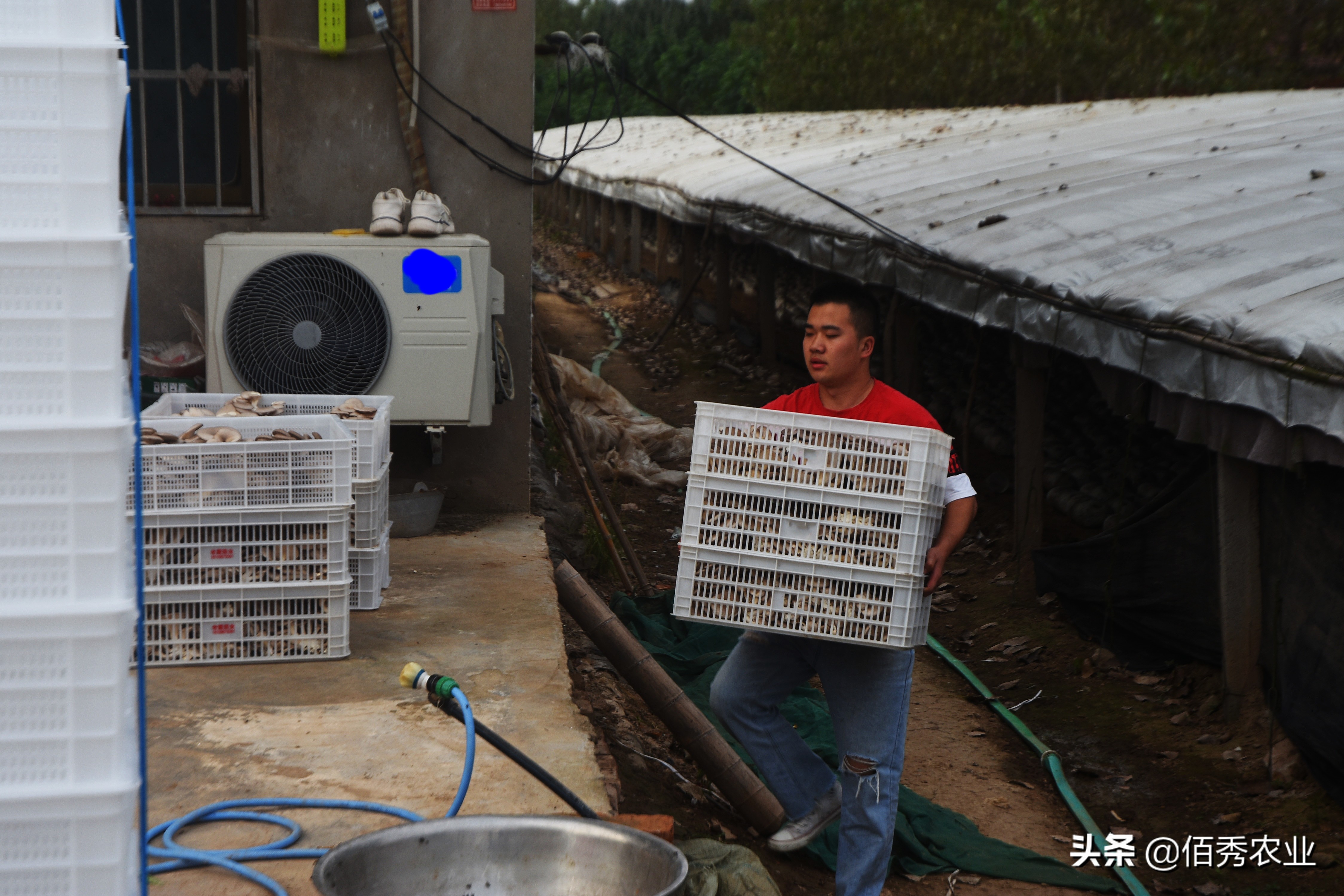 食用菌界的“贵族”，被农民争相种植的羊肚菌是骗局吗，坑在哪里