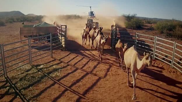 骆驼如何适应严峻的沙漠地带_长时间不吃不喝，还在澳大利亚成灾