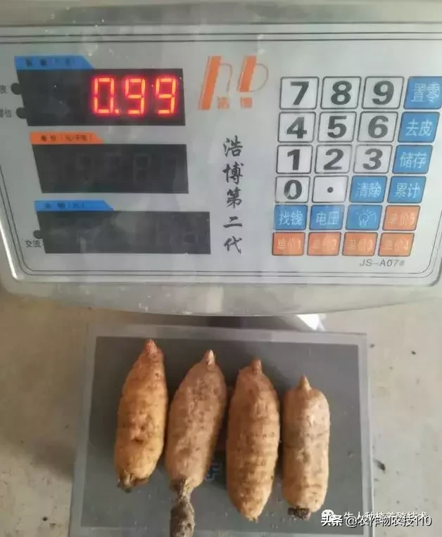 种植仿野生天麻为什么收益那么高?