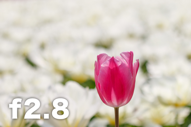 拍照想虚化背景？教新手如何控制景深