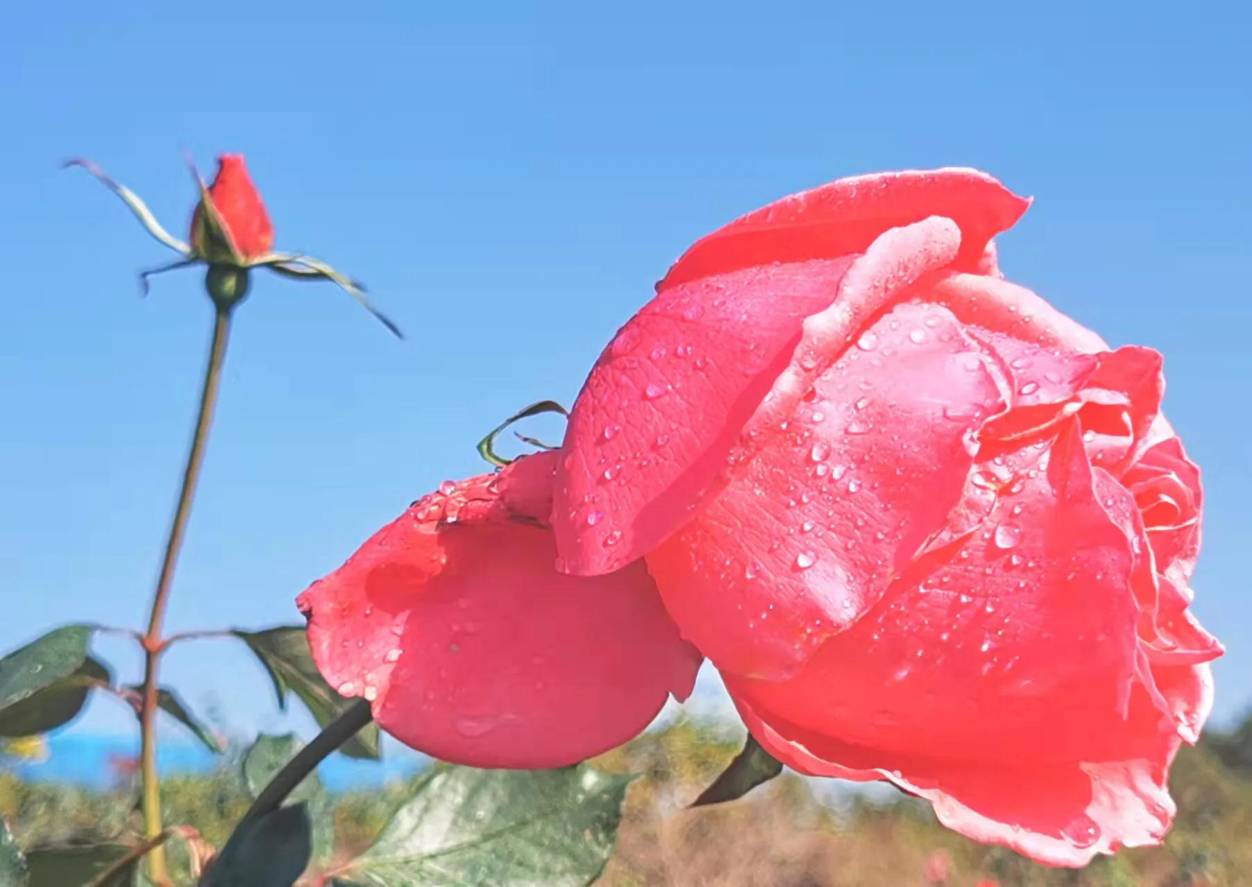 胡立强用华为手机拍摄（红花献给党）