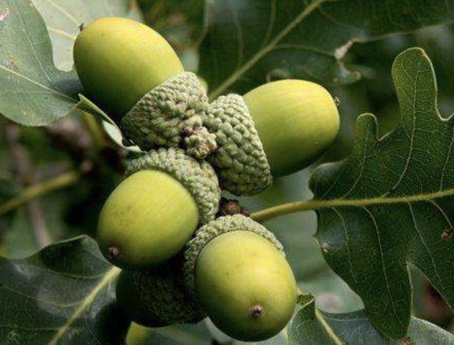 橡子树又叫什么树(科普关于橡子树的学科名)
