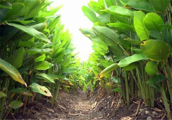郁金的栽培,科学种植很关键,一起来看看这里