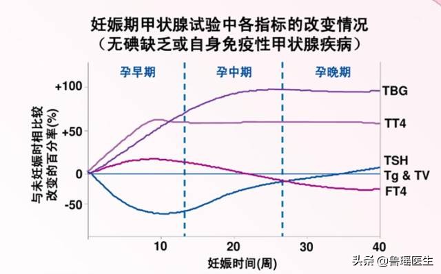 教您快速看懂甲状腺功能化验单