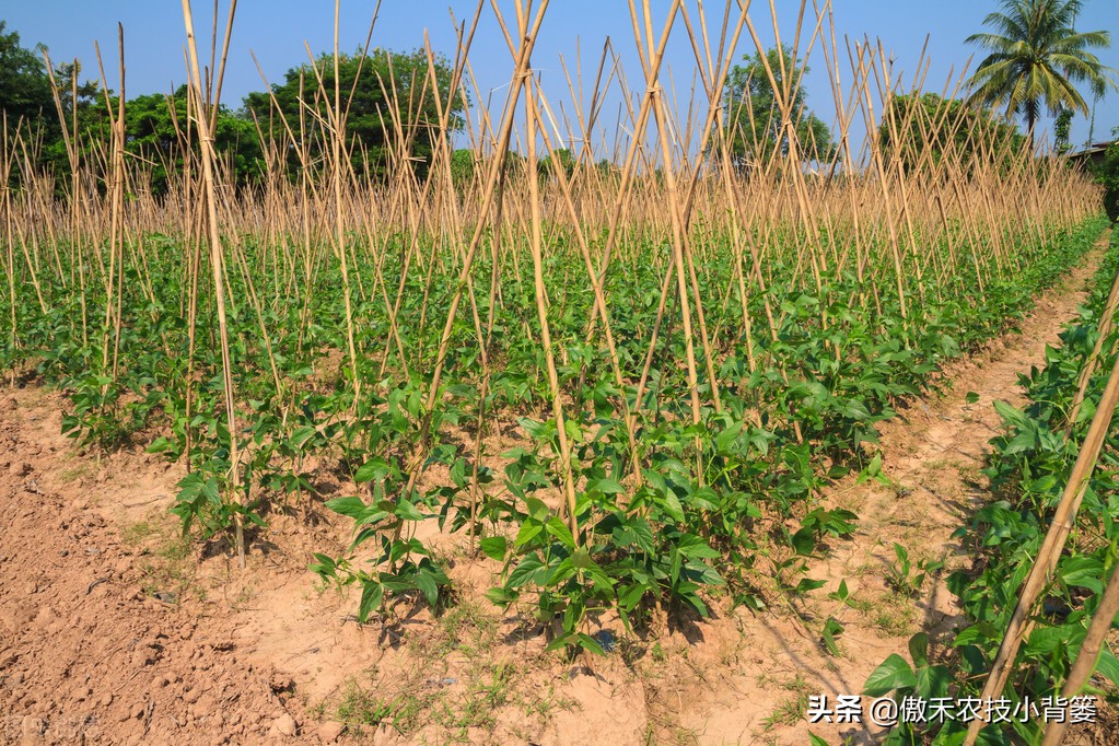 种植豆角的技术和方法（最全相关豆角种植和管理攻略）