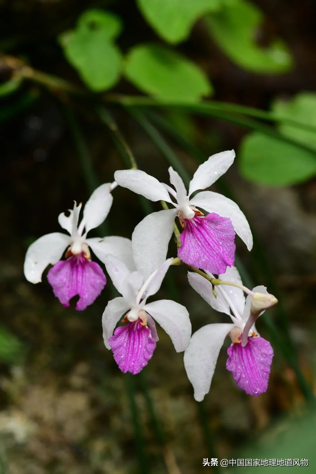 玫瑰、兰花、康乃馨，牡丹、杜鹃、山茶花，云南的花到底有多美？