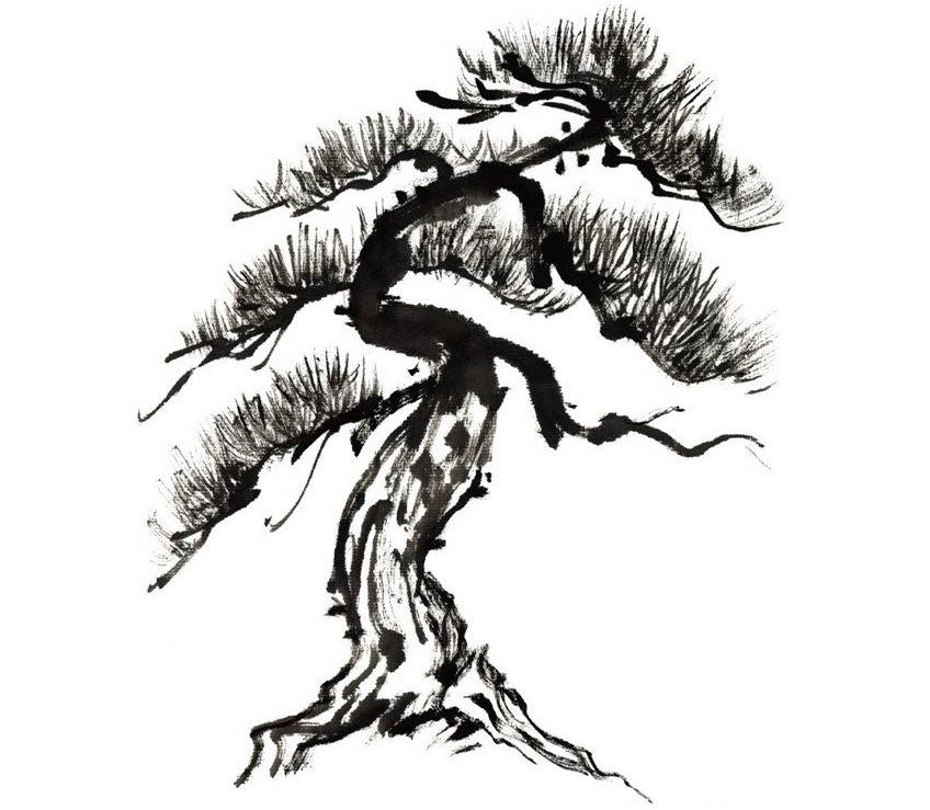 松树树枝,树皮,树干的水墨画法