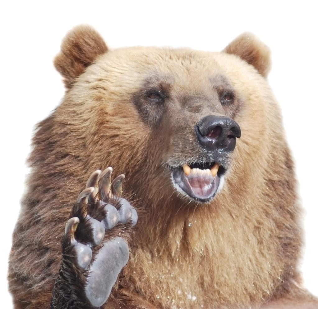 棕熊从狼王嘴里夺食，狼王反击，却被棕熊一掌拍死