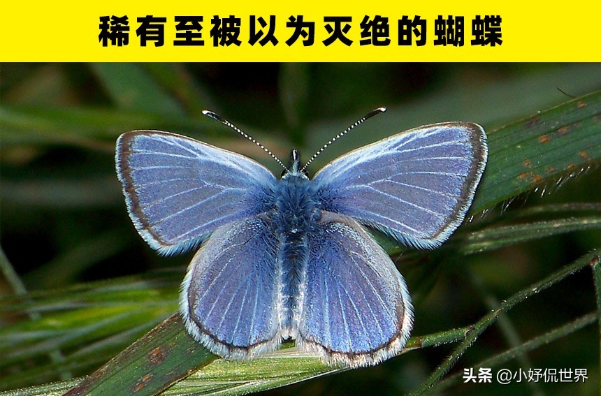 稀有的蝴蝶：盘点世界上存在的5种奇特稀有的蝴蝶