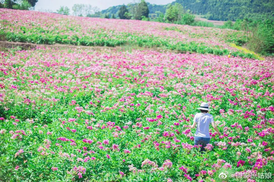 30000亩芍药花开!成都出发1.5h,免费赏花、徒步、游山…绝了