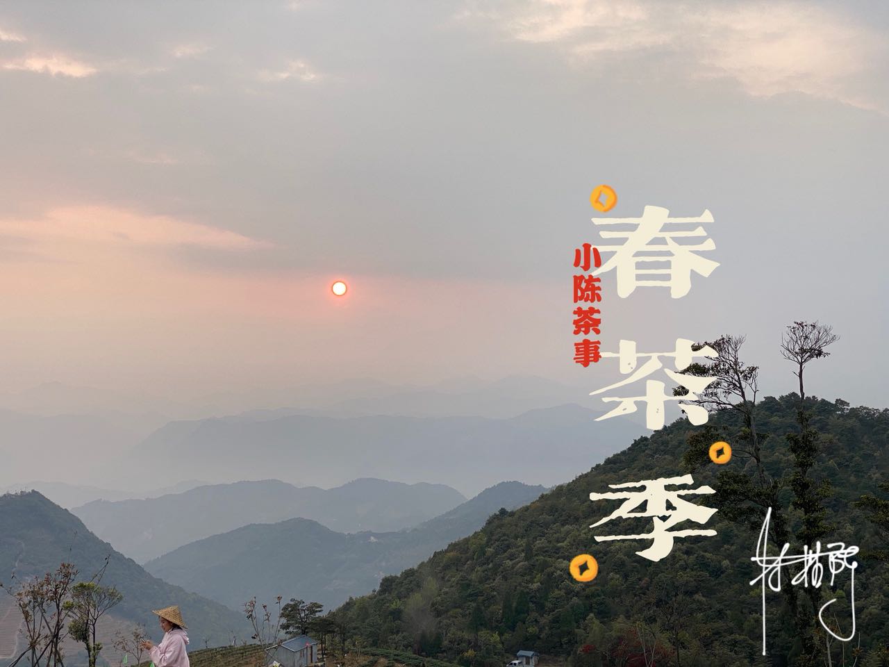 福鼎白茶、安吉白茶、云南月光白，谁才是真正的白茶，你喝对了吗
