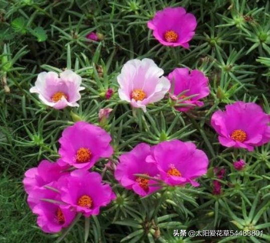 夏季我最爱的16种花卉,花期长,开花超级漂亮
