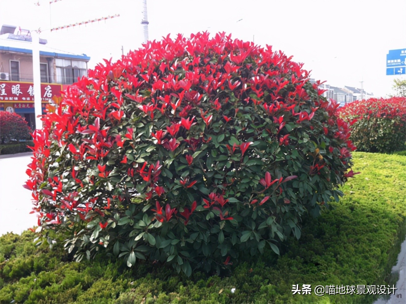 红花玉芙蓉（35种常见的球类灌木植物介绍）