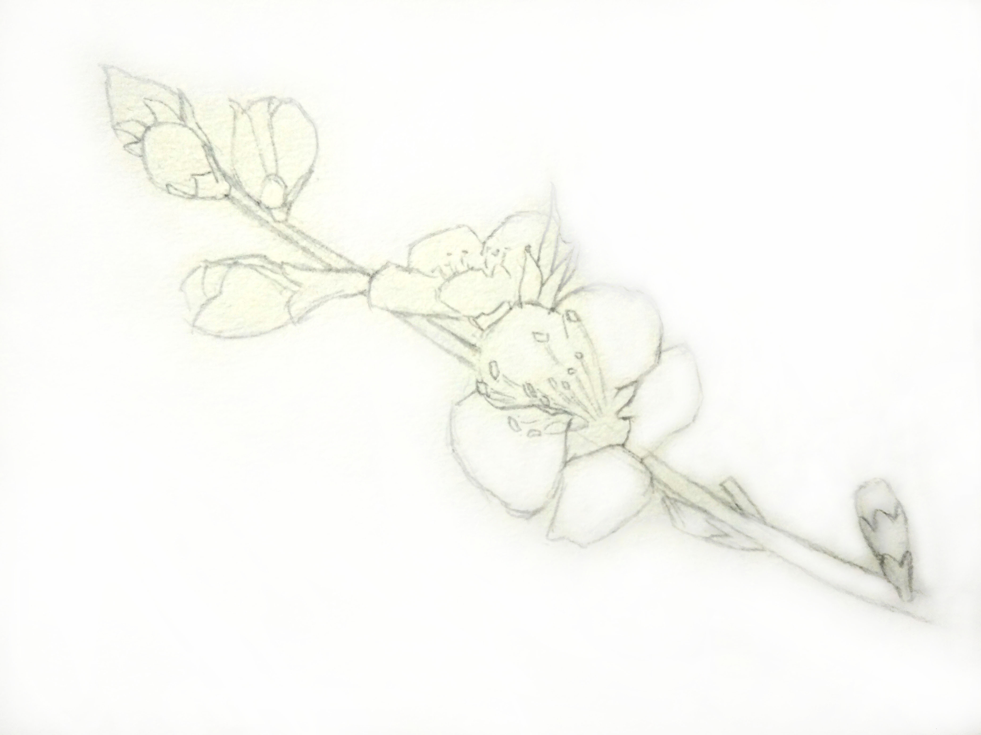 桃花怎么画简单而好看 小学生桃花的简单画法 - 汽车时代网