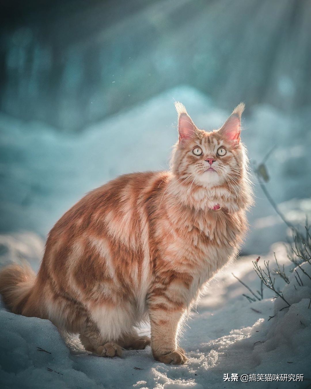 如果有一只猫咪又大又温柔，又飒又威猛，别怀疑，它就是缅因猫！