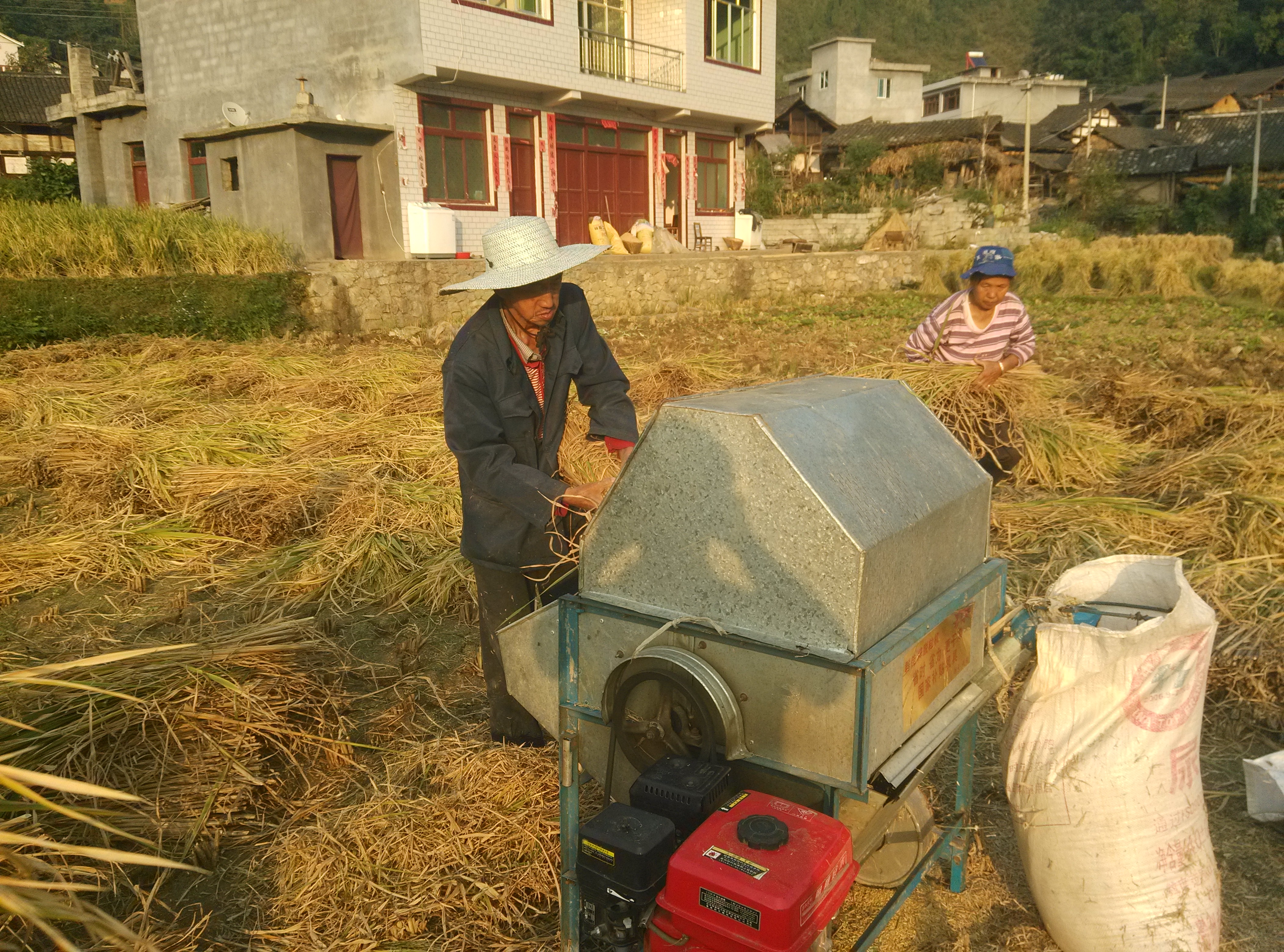 秋收时节稻飘香，怀念父亲又思乡