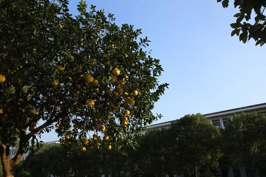 江苏省高校（六十六）苏州大学应用技术学院