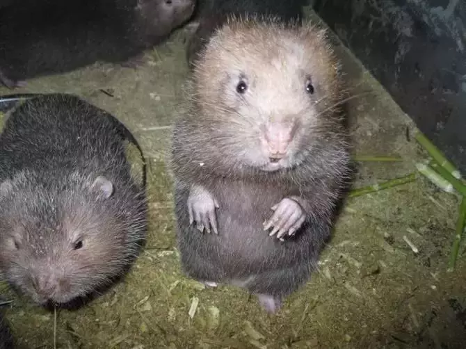 神奇動物在哪裡 去巴中找找看 天天看點