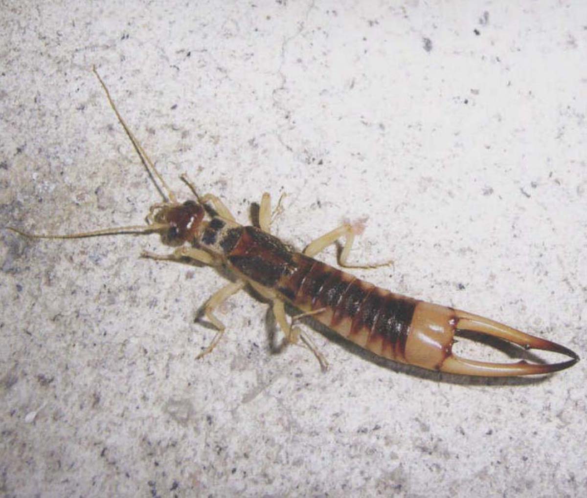 夹子虫是从哪里爬出来的蠼螋对人的危害