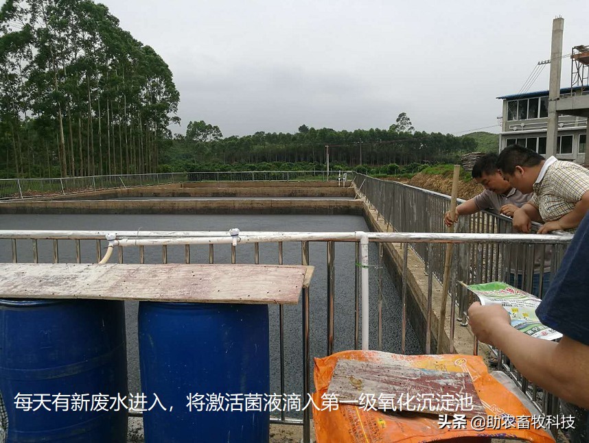 大面积养殖废水用养殖场污水生物处理剂短时间处理技术