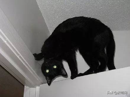 黑猫这么鬼畜的吗？爱了爱了