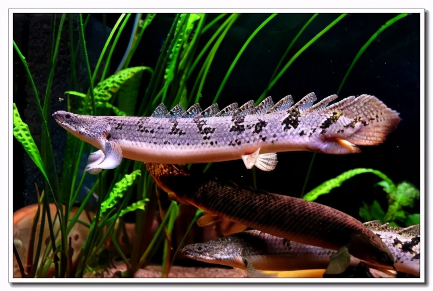 品种众多的非洲观赏鱼-非洲观赏鱼种类 - 114知识网