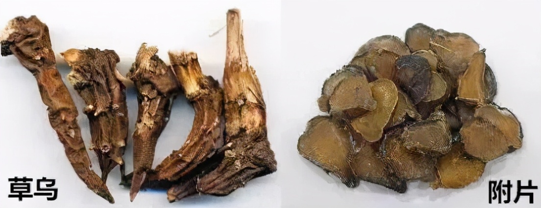 "毒枭"中药草乌与附子,药膳进补要有道