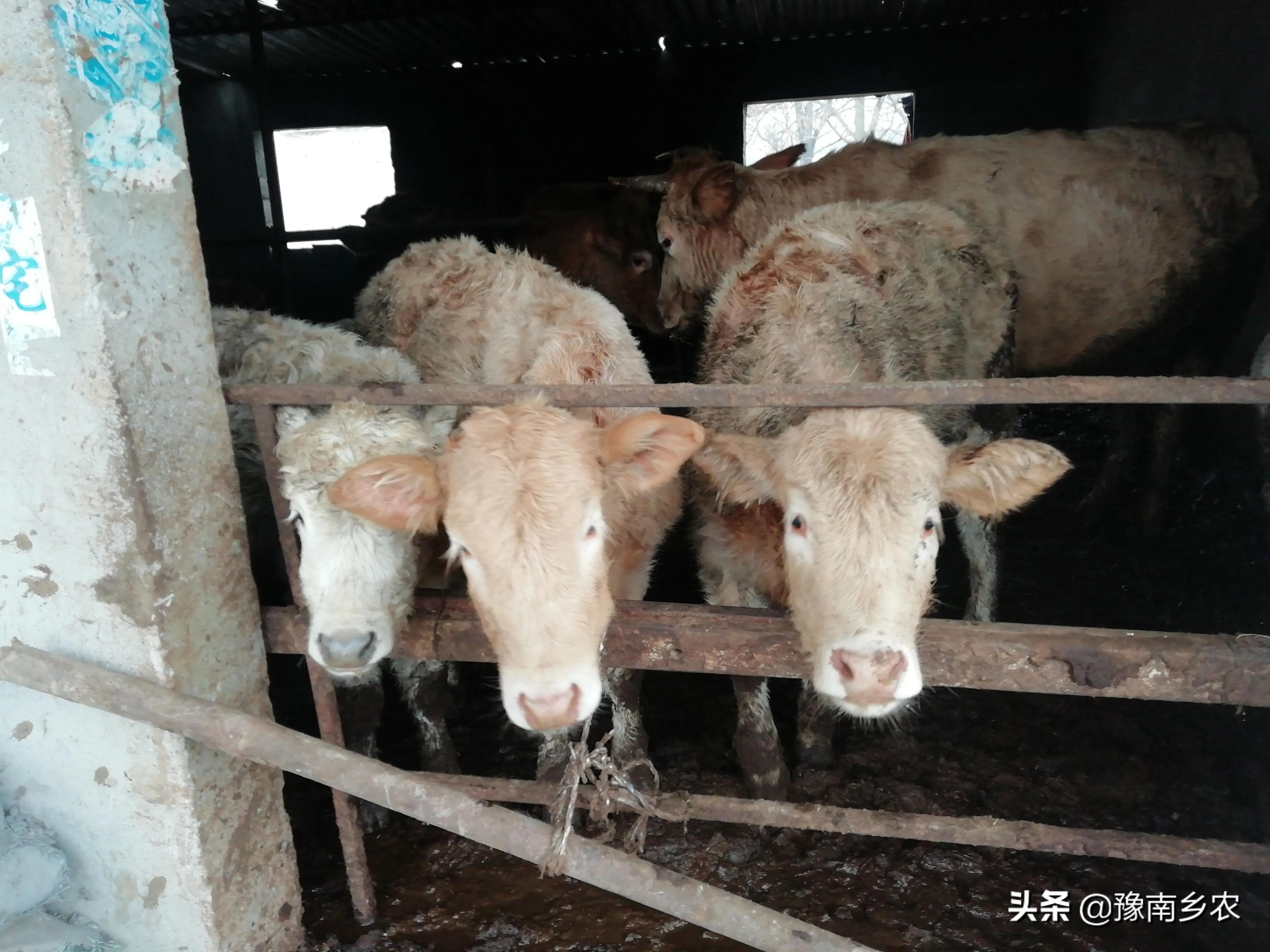 我,60岁,前年投资7万元养殖黄牛能赚钱致富吗?今天给你说实话