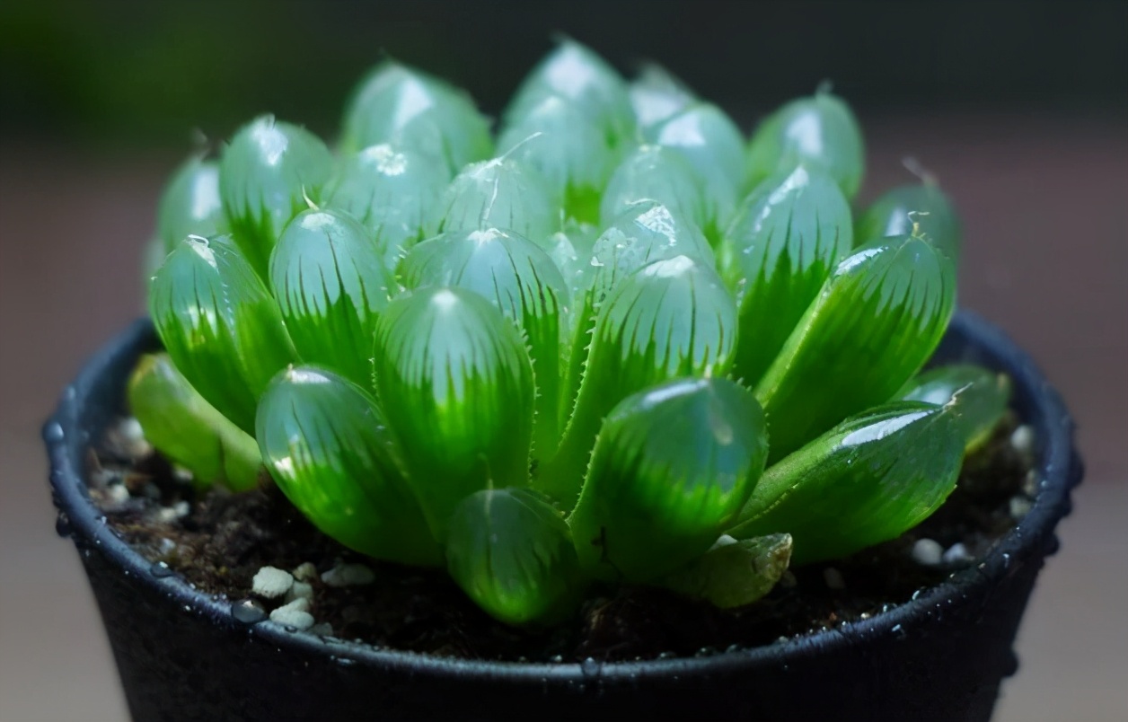 黄金玉露发红怎么养新手必看干货