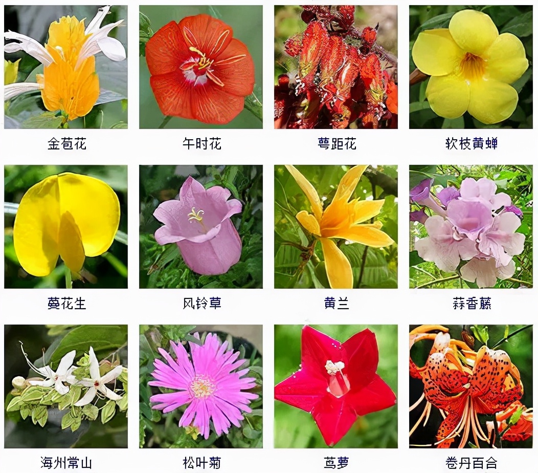 秋天到啦!这100多种秋花植物,安排时间赏起来