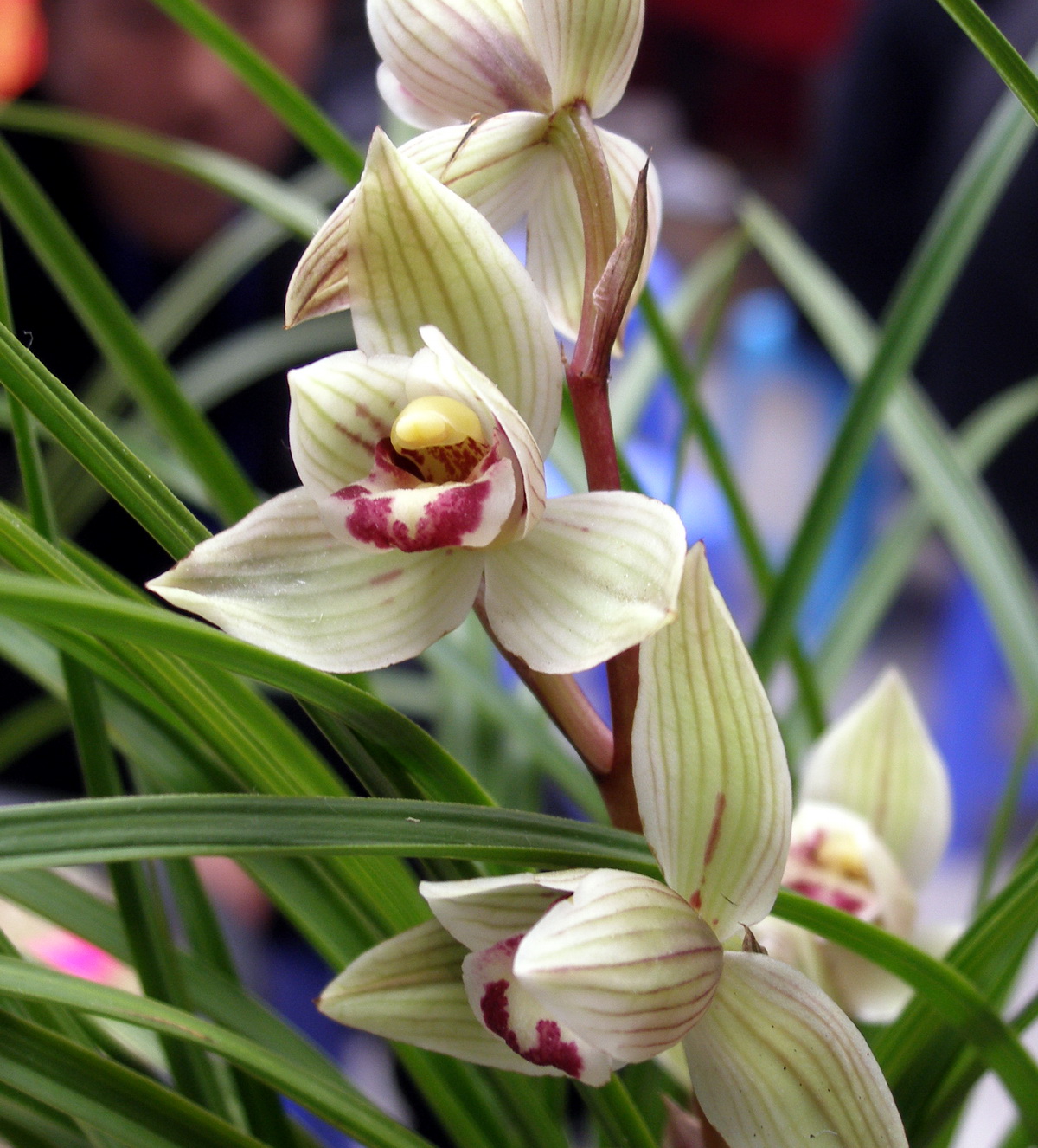 发兰花的朋友圈怎么说 赞美兰花发朋友圈的句子_qq说说网