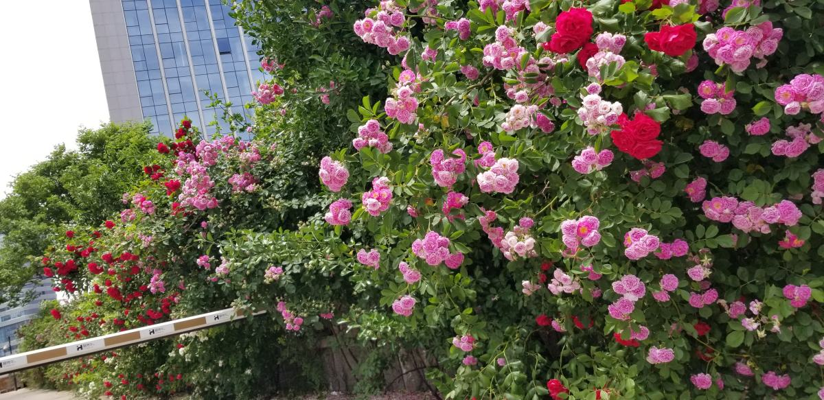 家里养蔷薇，给它扎个“花架子”，蹭蹭爬成花墙
