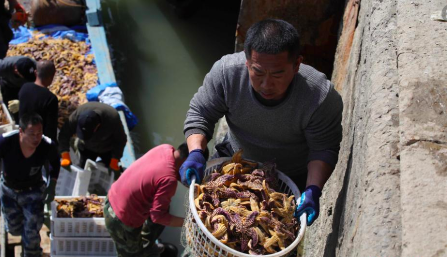 青岛胶州湾海星泛滥成灾(中国吃货的力量，千万海星入侵青岛，渔民狂捞45万斤，还不够吃)