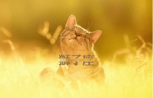 「十二星座」之狮子座♌️