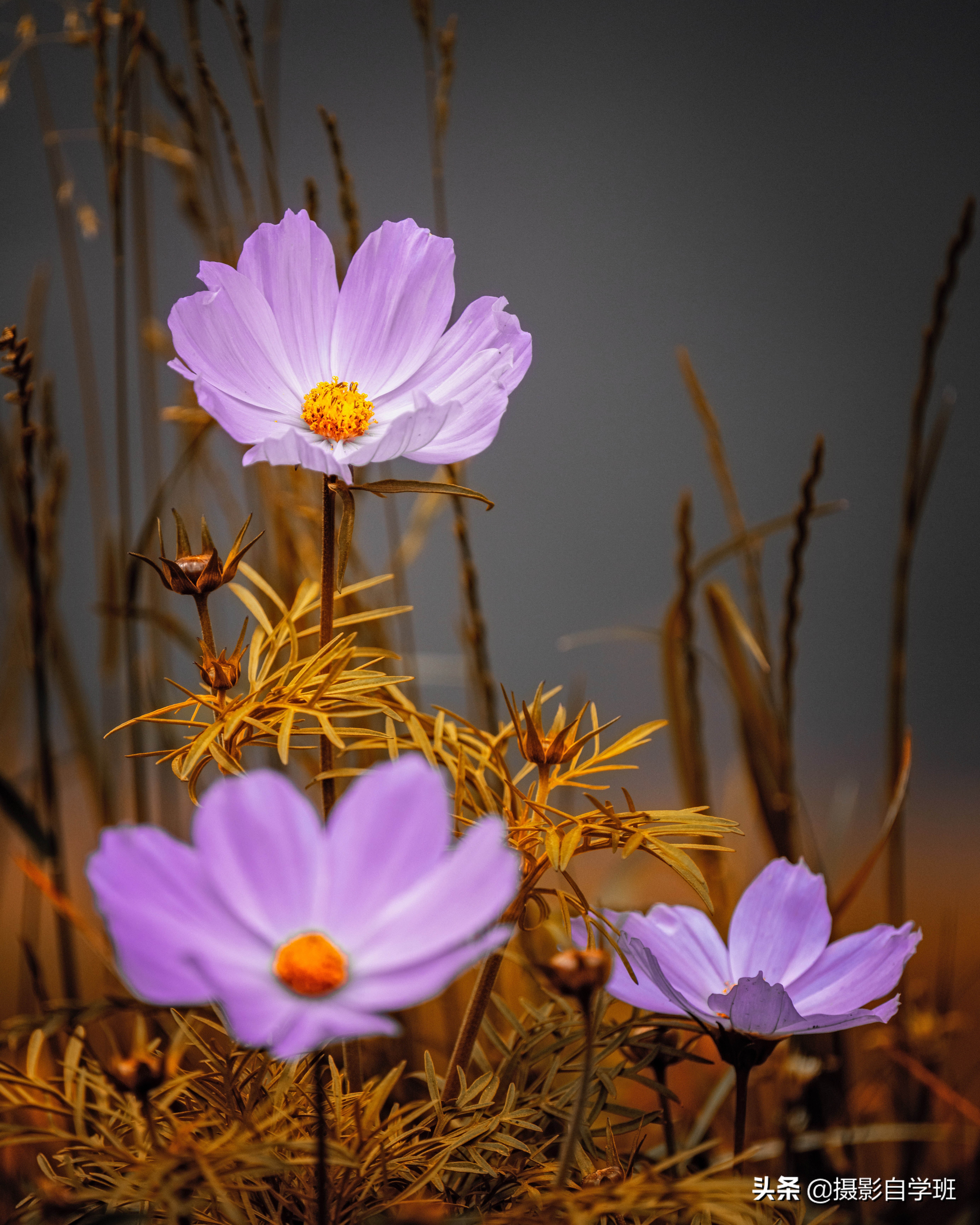 不起眼的花草树叶能这么好看?这7个摄影技巧,学会你也能拍