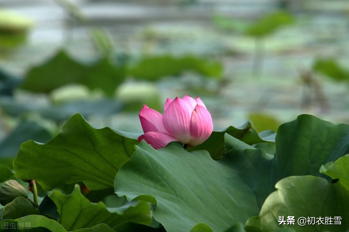 赏读李渔荷花两篇：冷然一阵荷香过，是花是叶，分他不破