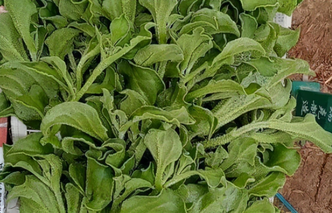火参果的食用方法：源自非洲的清爽美味